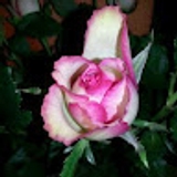 L LBC