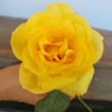 khine zar hnin phwe