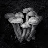 Natalie E Hough-Benns