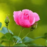 Ahmed Irfan