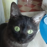 An Bùi