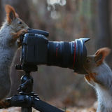 The "Isquirrel" user's logo