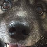 Kasper DaDog