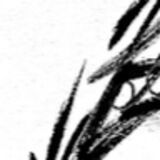 The "Curtis" user's logo