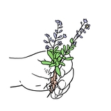 The "Loviisan kulttuuri- ja ympäristöliike" user's logo