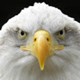 Eagle consultancy