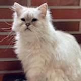 Olivya Chien