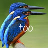 Kingfisher Two
