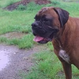 Roofus Burridge