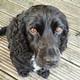 Nicola Sally Brown