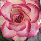 Rodica Colita
