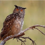tewiyari wirrarica