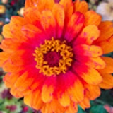 Sue D