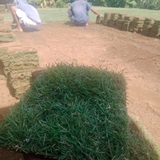 Supplier Rumput