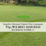 Pusat Rumput Golf2