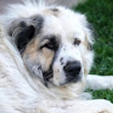 Tony Allegretti