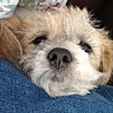 Millie TheBeagle