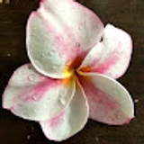 Tina Hinson