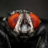 SwaTThatFly